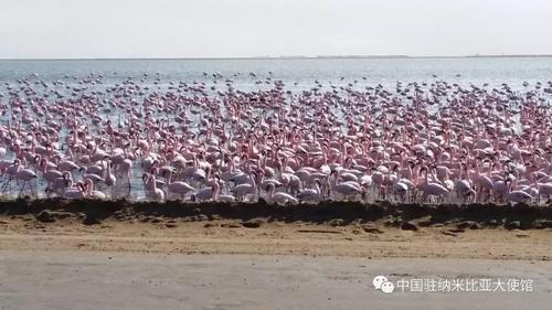 中国侨网沃尔维斯湾咸水湖的火烈鸟。