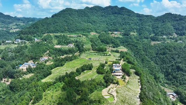 万源草坝镇：“椒农”笑开颜，“金叶”喜丰收